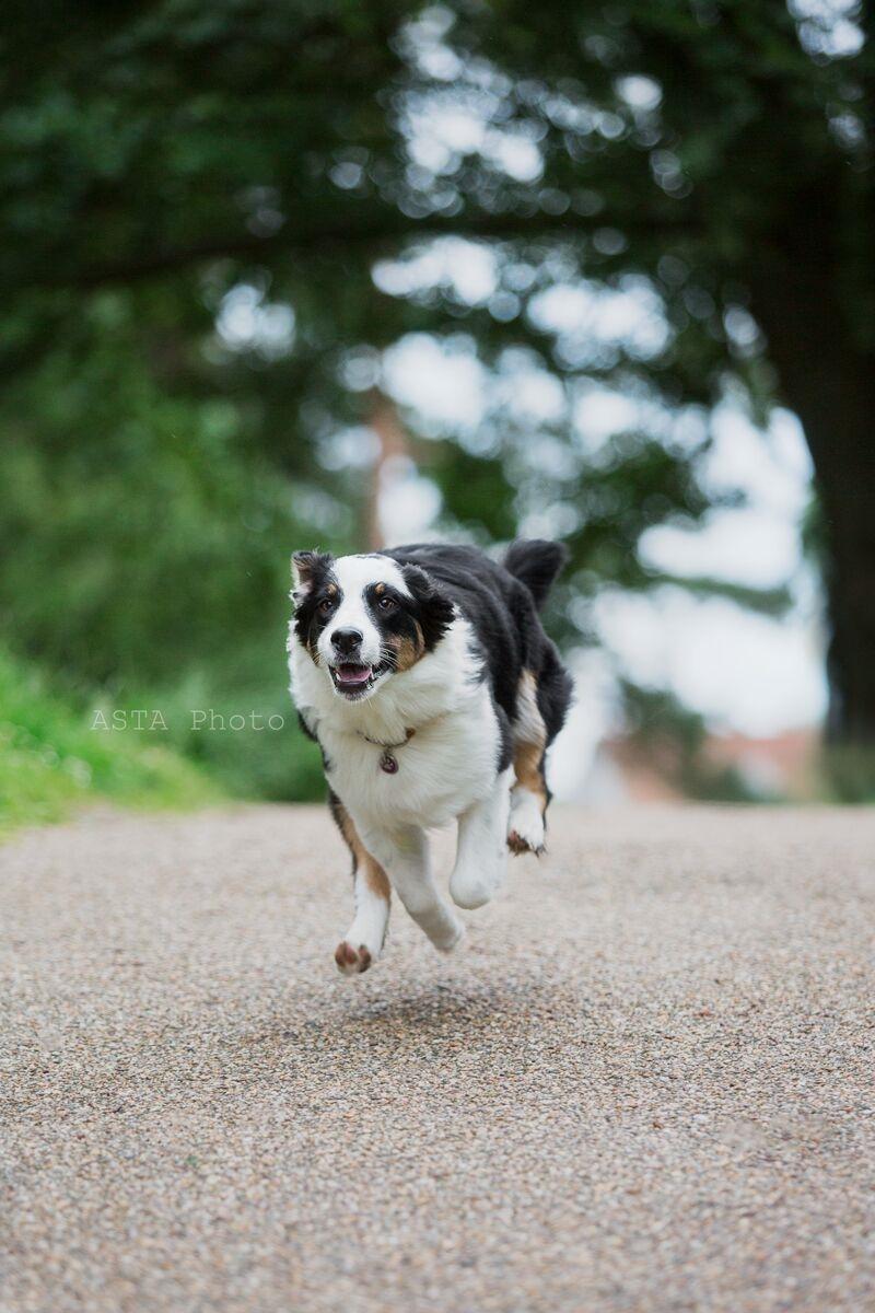 Australian shepherd DeeNovo Sometimes It Snows In April "Saga" billede 2