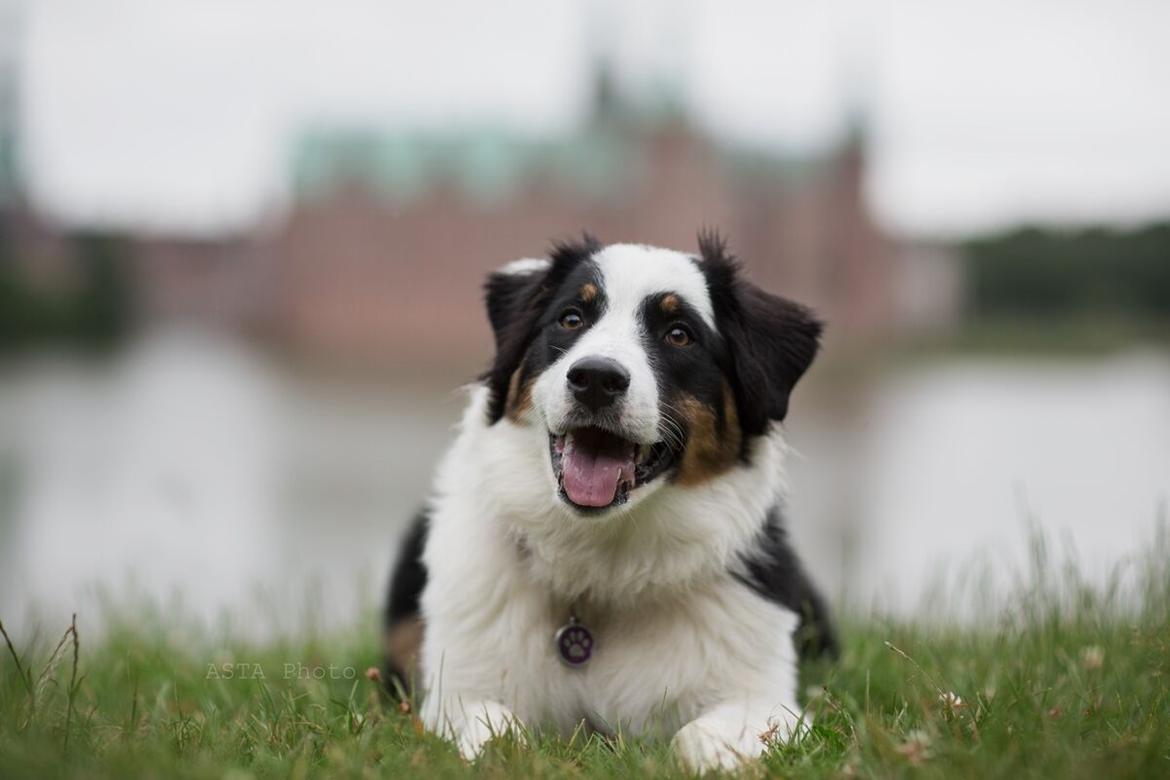 Australian shepherd DeeNovo Sometimes It Snows In April "Saga" billede 4