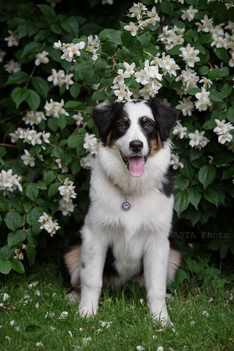 Australian shepherd DeeNovo Sometimes It Snows In April "Saga" billede 3