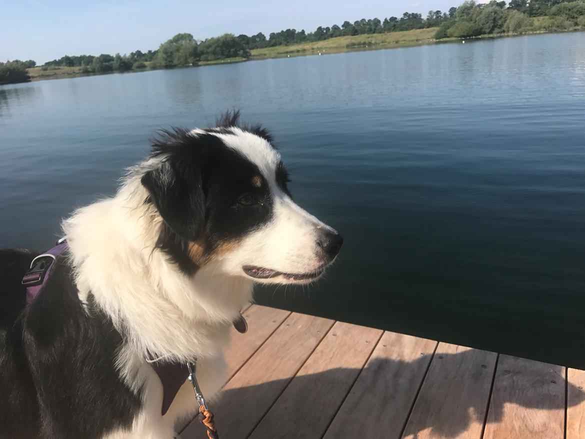 Australian shepherd DeeNovo Sometimes It Snows In April "Saga" billede 9