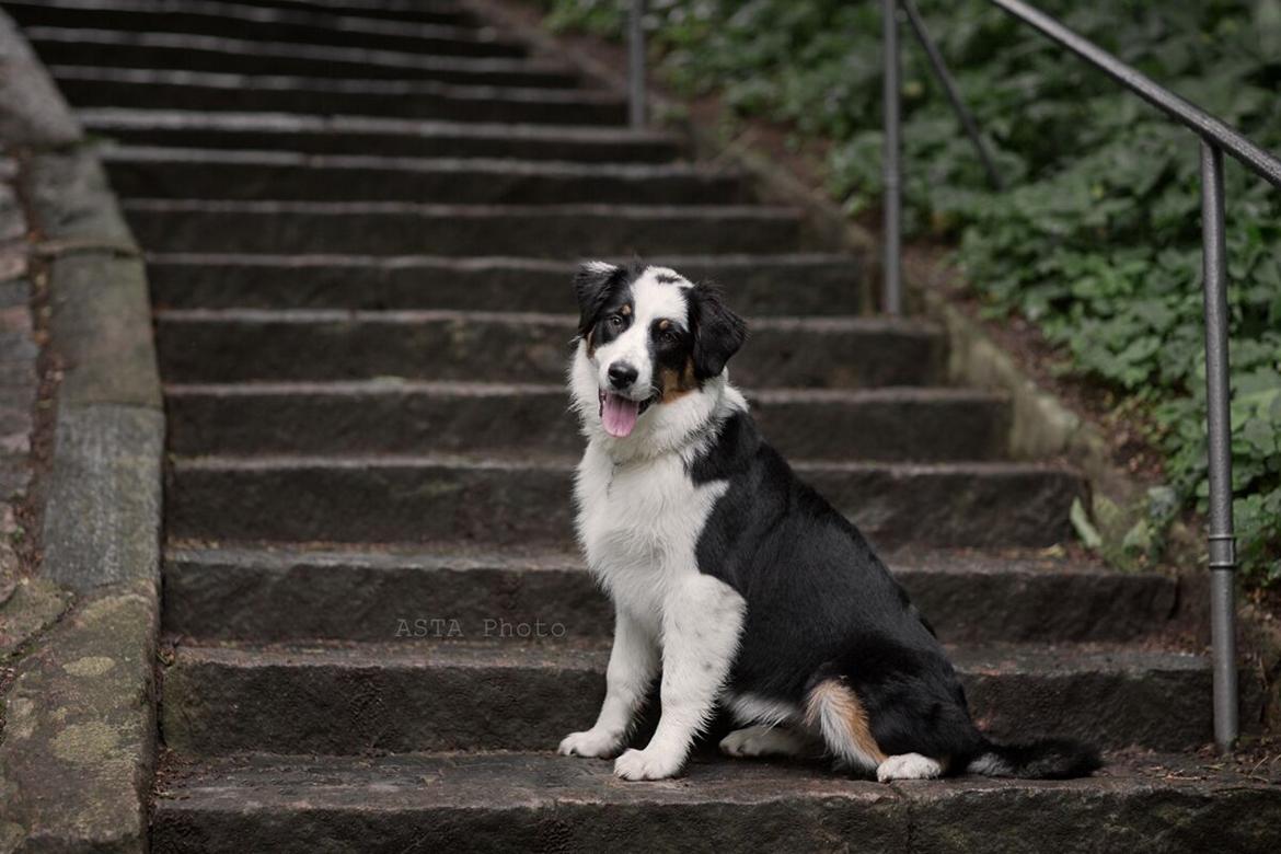 Australian shepherd DeeNovo Sometimes It Snows In April "Saga" billede 6