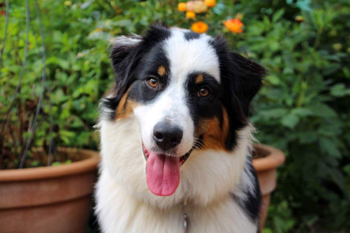 Australian shepherd DeeNovo Sometimes It Snows In April "Saga" billede 12