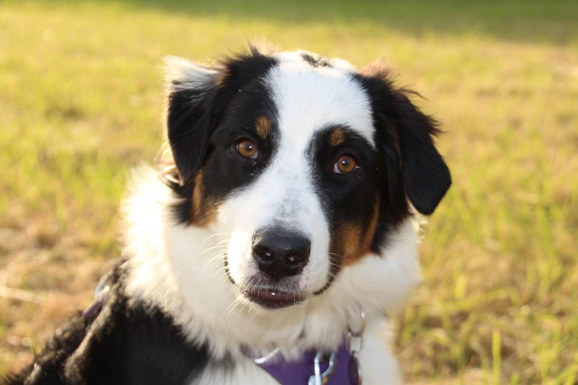 Australian shepherd DeeNovo Sometimes It Snows In April "Saga" billede 11