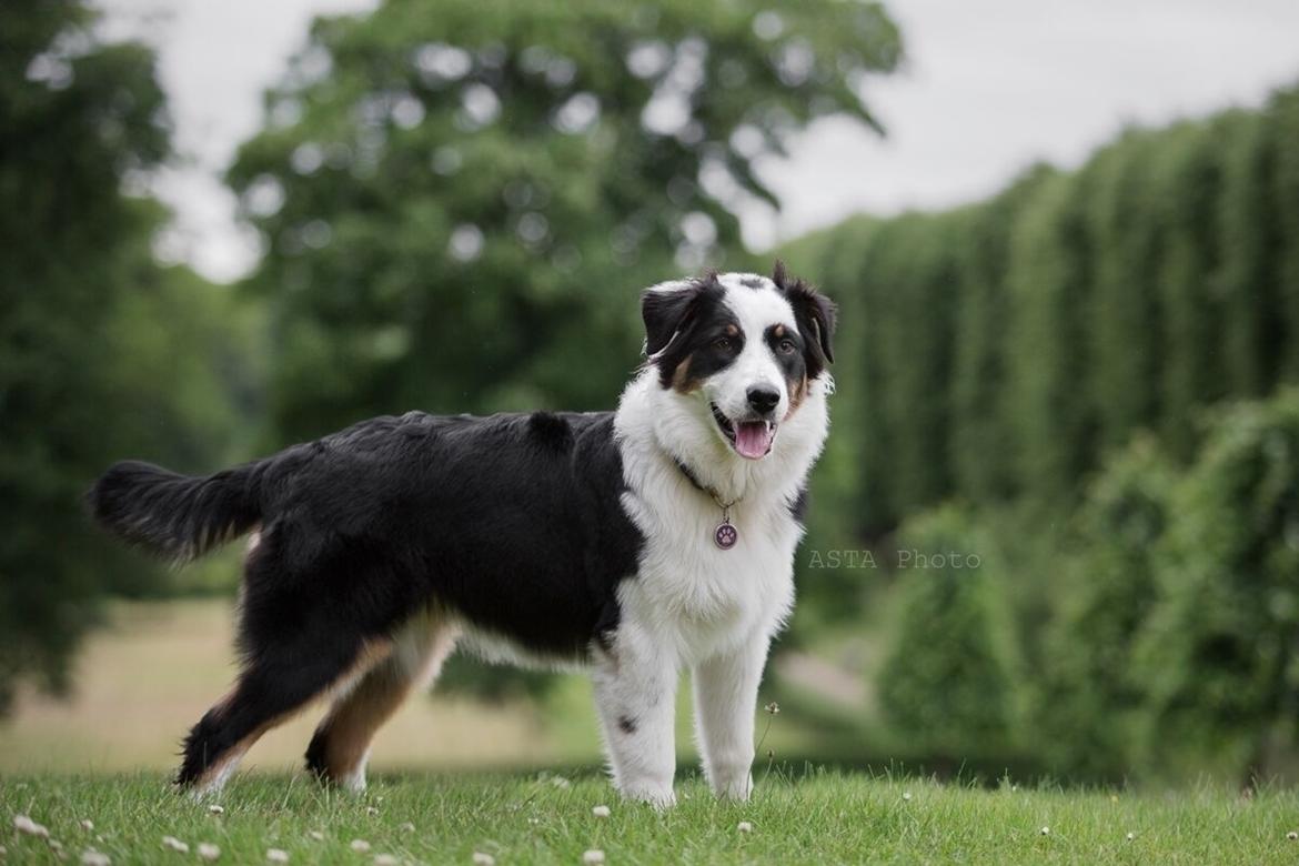 Australian shepherd DeeNovo Sometimes It Snows In April "Saga" billede 1