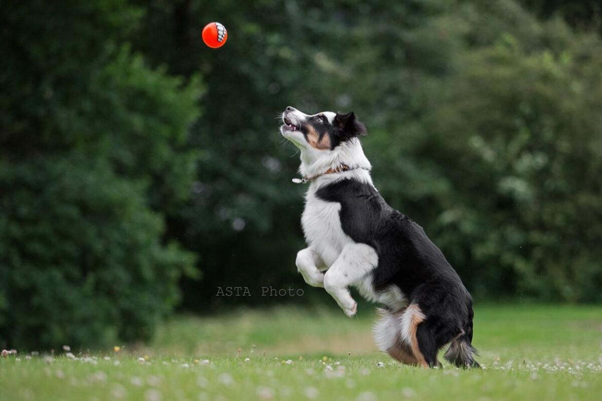 Australian shepherd DeeNovo Sometimes It Snows In April "Saga" billede 5