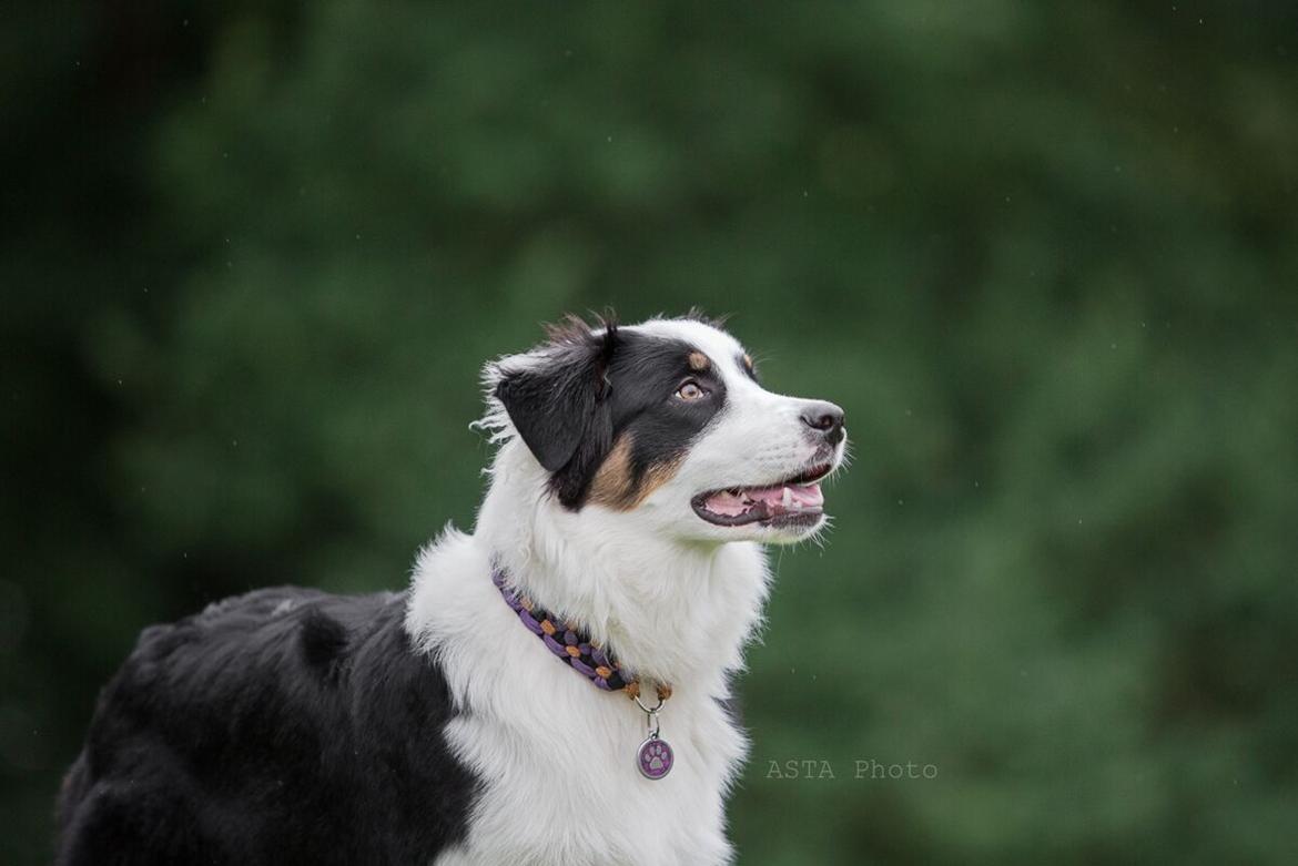 Australian shepherd DeeNovo Sometimes It Snows In April "Saga" billede 10