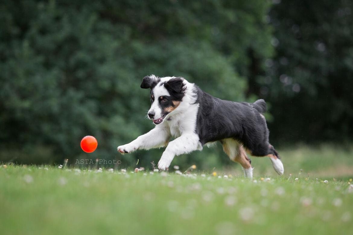 Australian shepherd DeeNovo Sometimes It Snows In April "Saga" billede 8