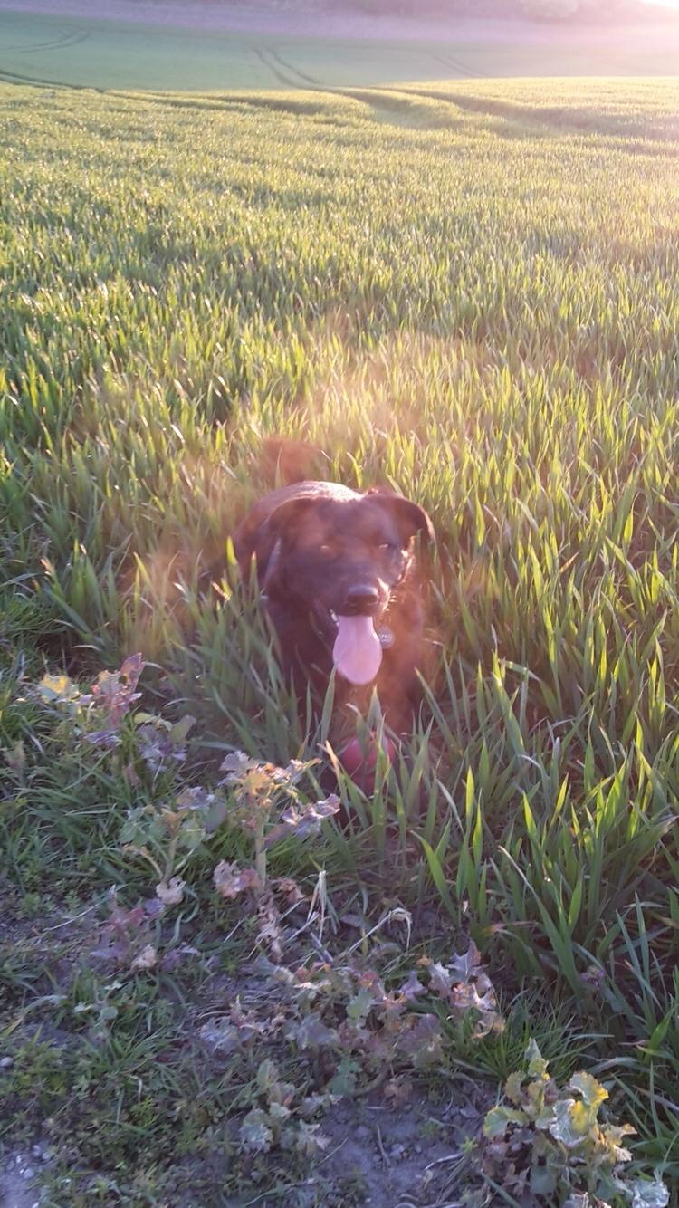 Blanding af racer Congo<3 R.I.P. ;( billede 41