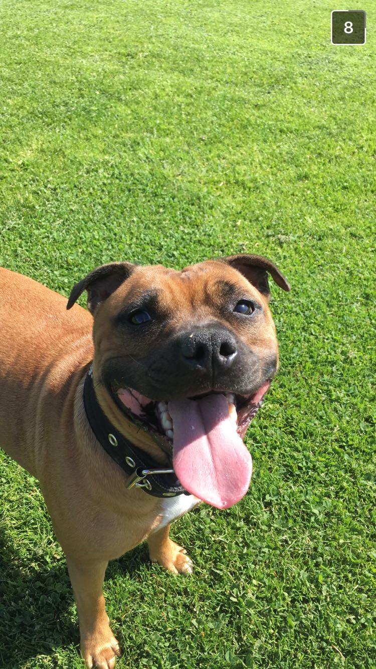 Staffordshire bull terrier Aya billede 1