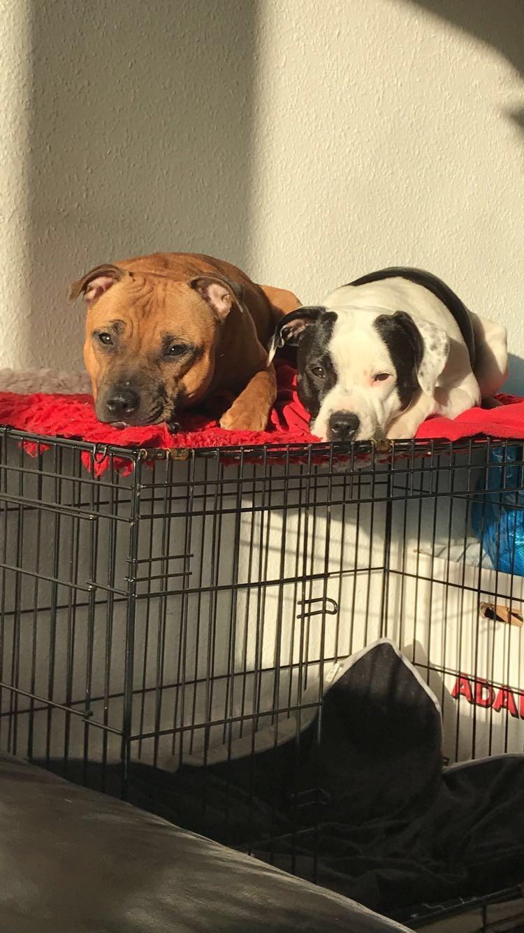 Staffordshire bull terrier Aya billede 2