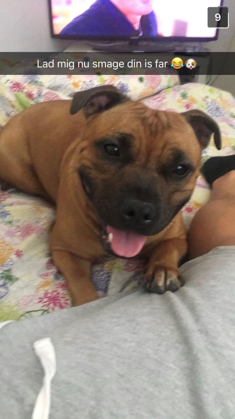 Staffordshire bull terrier Aya billede 3