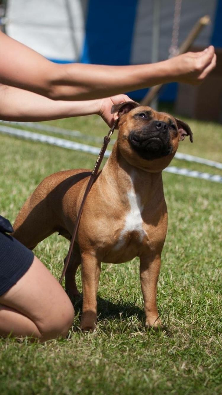 Staffordshire bull terrier Aya billede 4