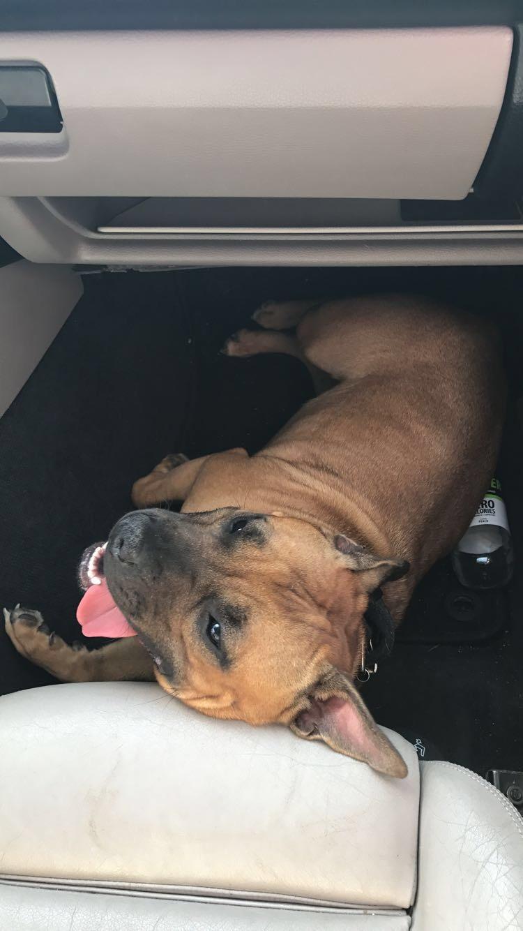 Staffordshire bull terrier Aya billede 5