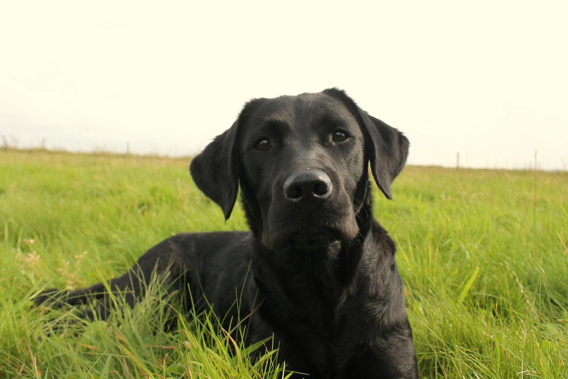 Labrador retriever Enya billede 31