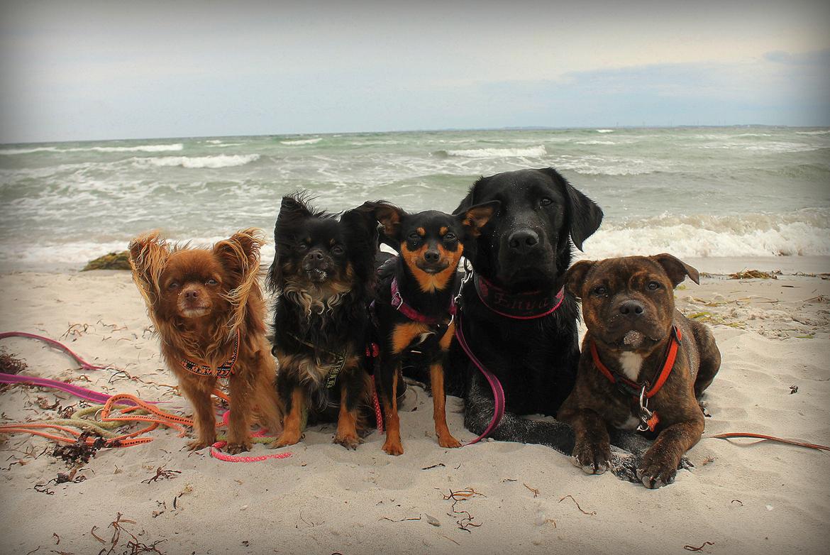 Labrador retriever Enya billede 33