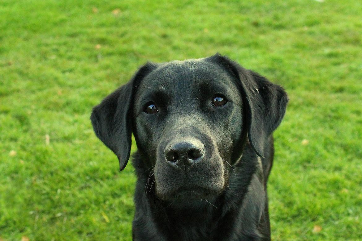 Labrador retriever Enya billede 34