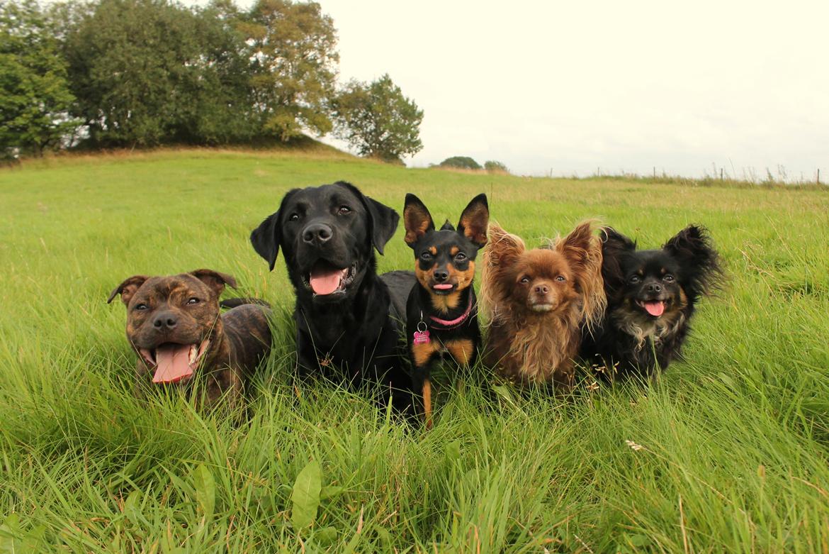 Labrador retriever Enya billede 32