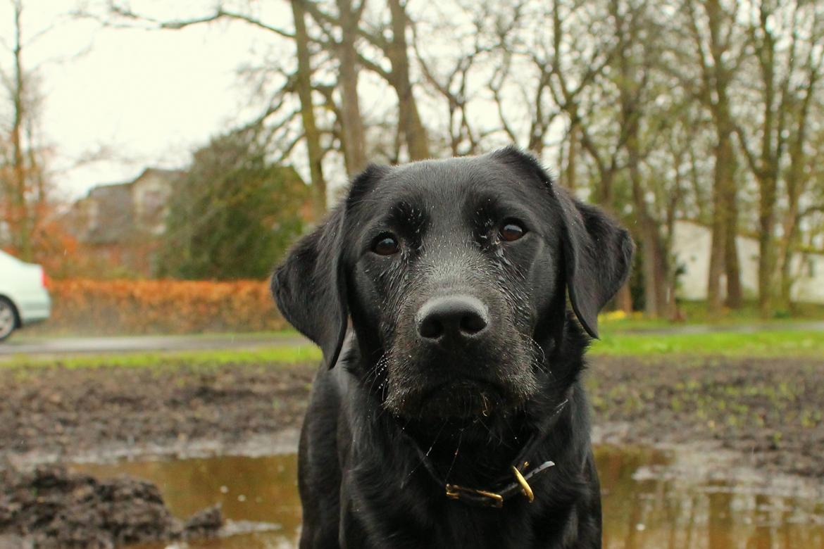 Labrador retriever Enya billede 35