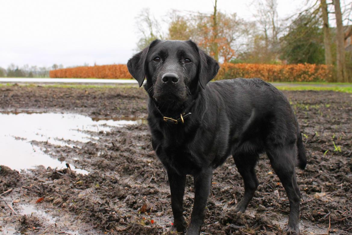 Labrador retriever Enya billede 36
