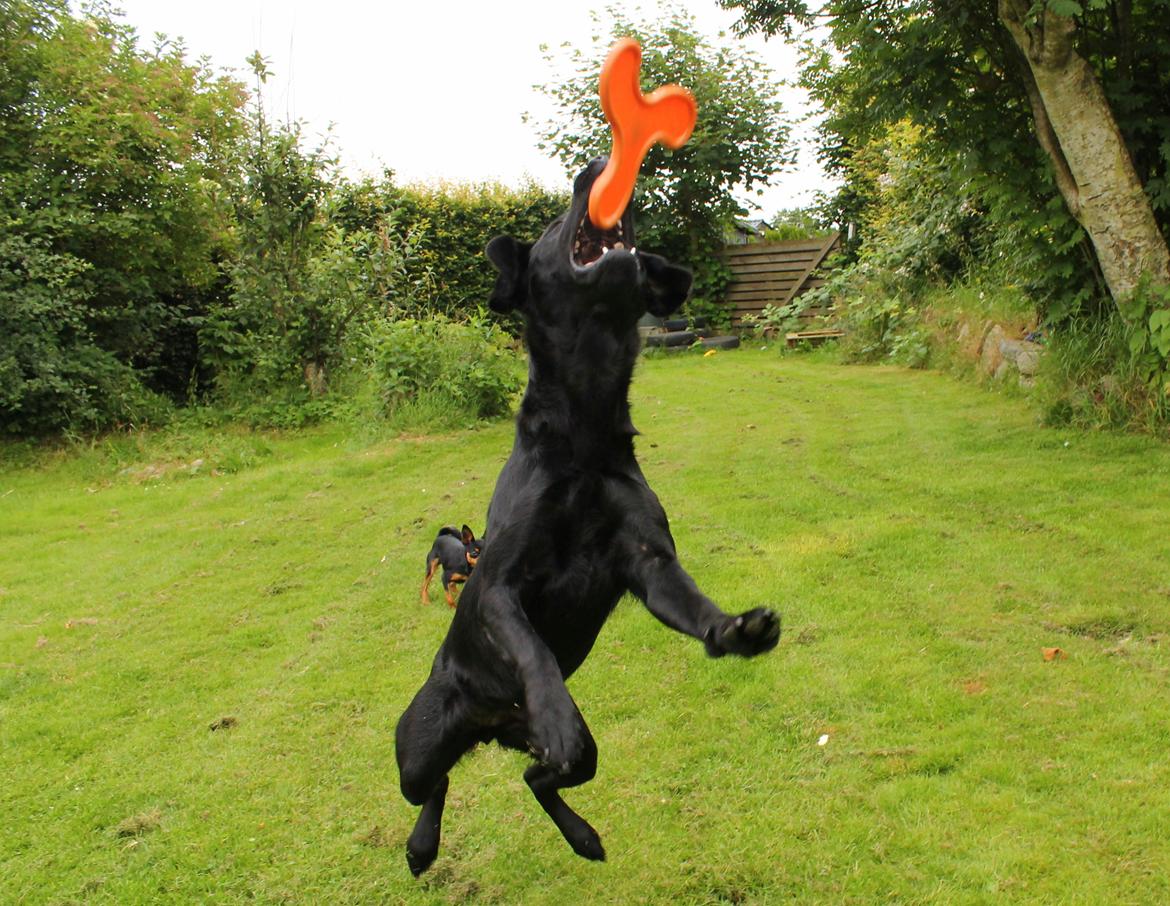 Labrador retriever Enya billede 37