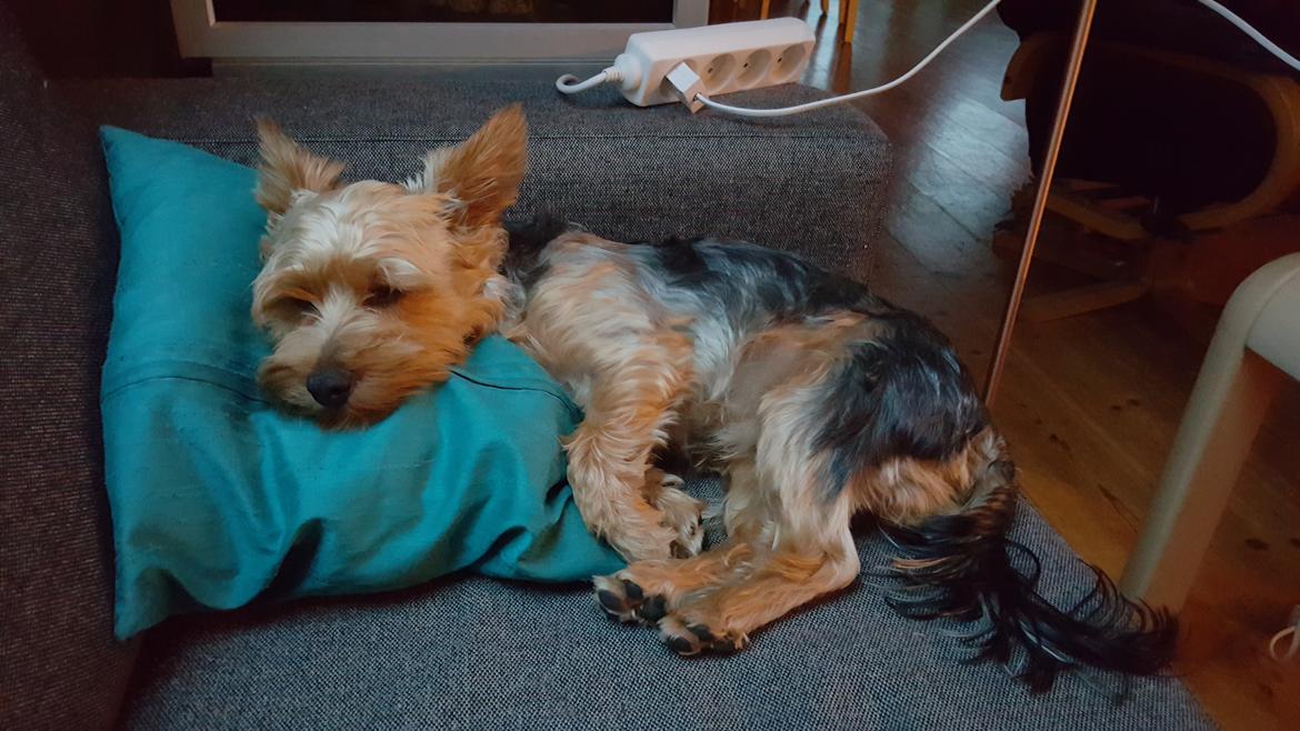 Yorkshire terrier Håkon billede 3