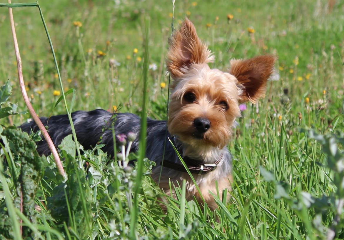 Yorkshire terrier Håkon billede 2