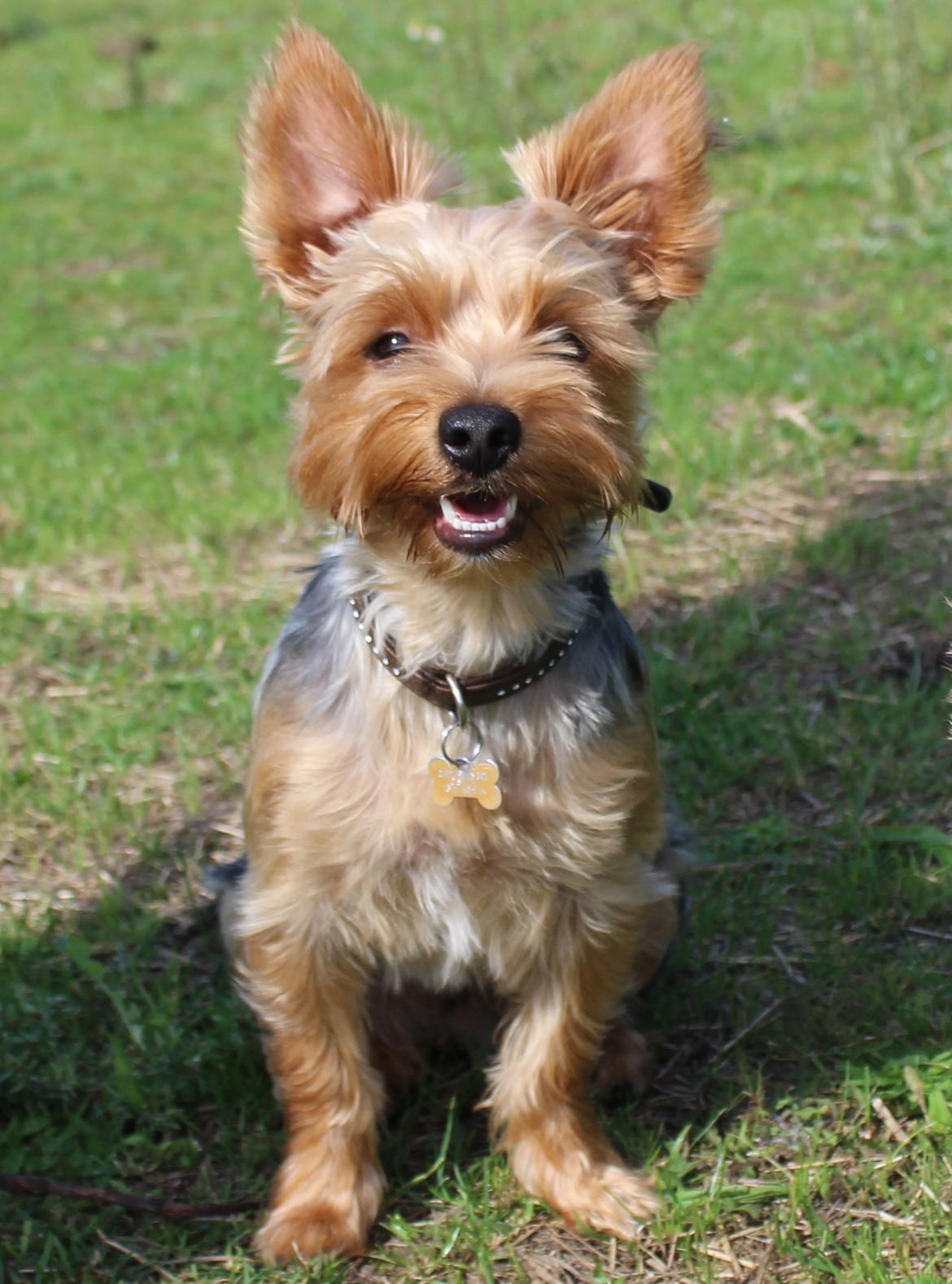 Yorkshire terrier Håkon billede 1
