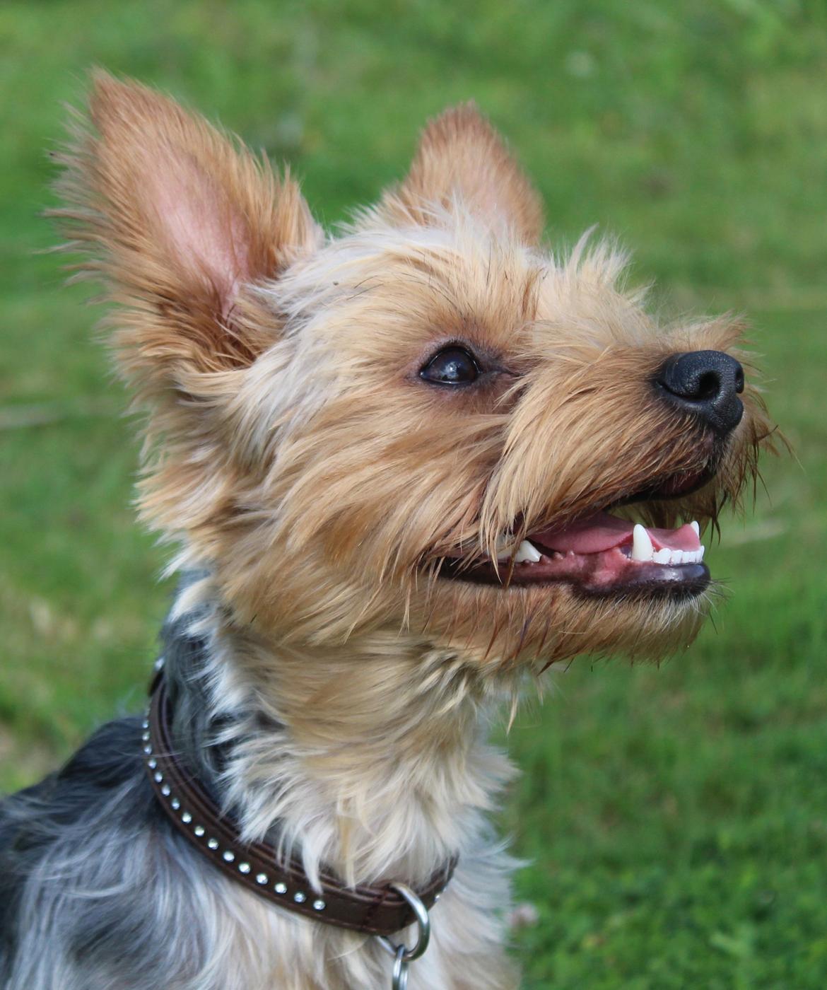 Yorkshire terrier Håkon billede 4