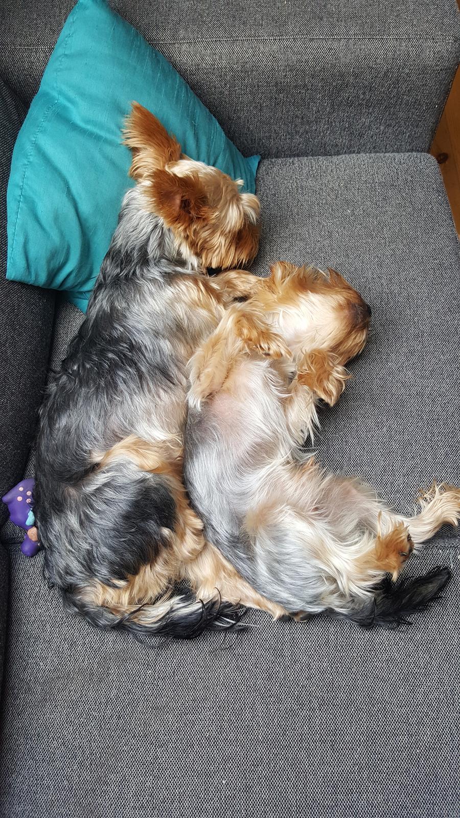 Yorkshire terrier Håkon billede 5