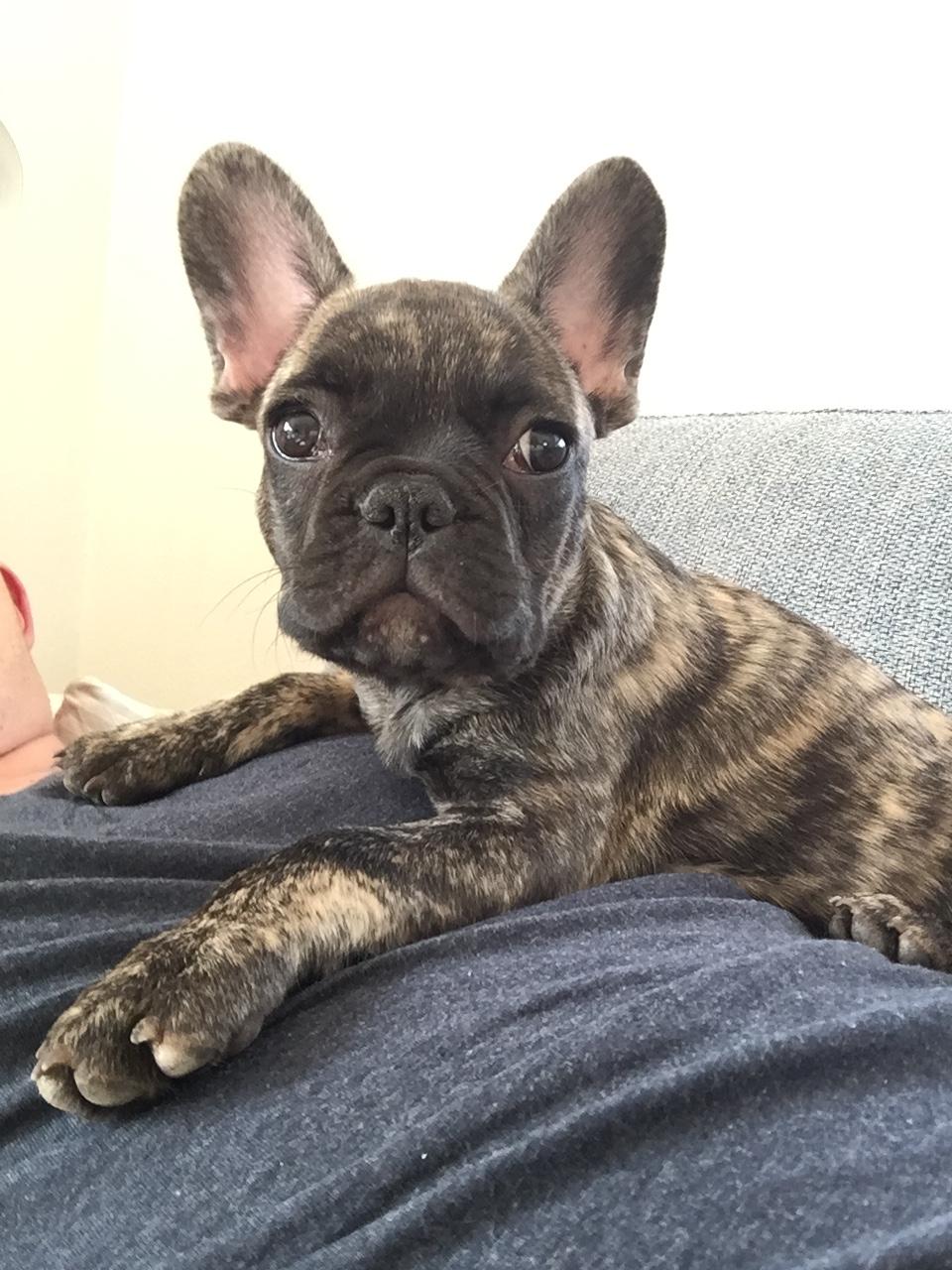 Fransk bulldog Milo billede 2