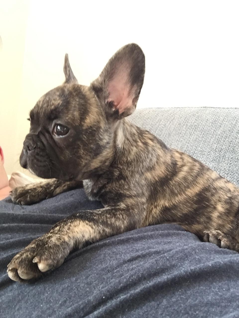 Fransk bulldog Milo billede 1