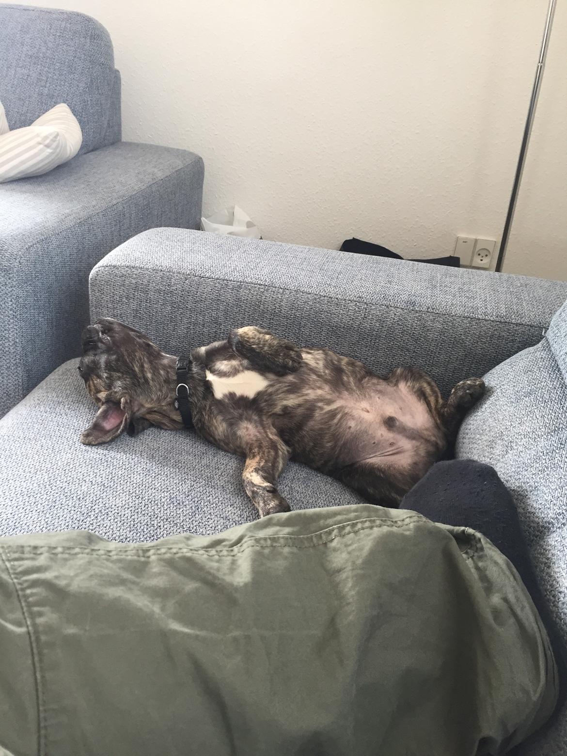 Fransk bulldog Milo billede 3