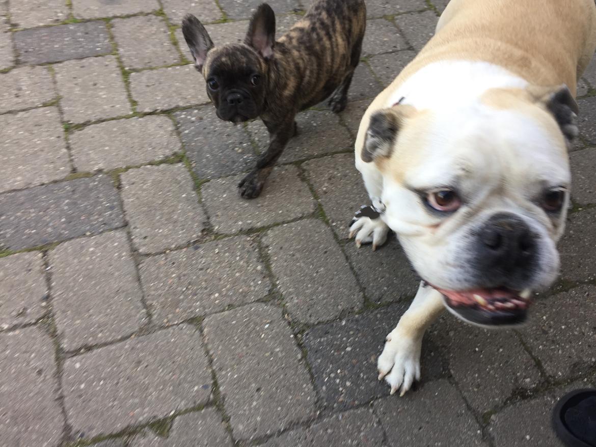 Fransk bulldog Milo billede 4