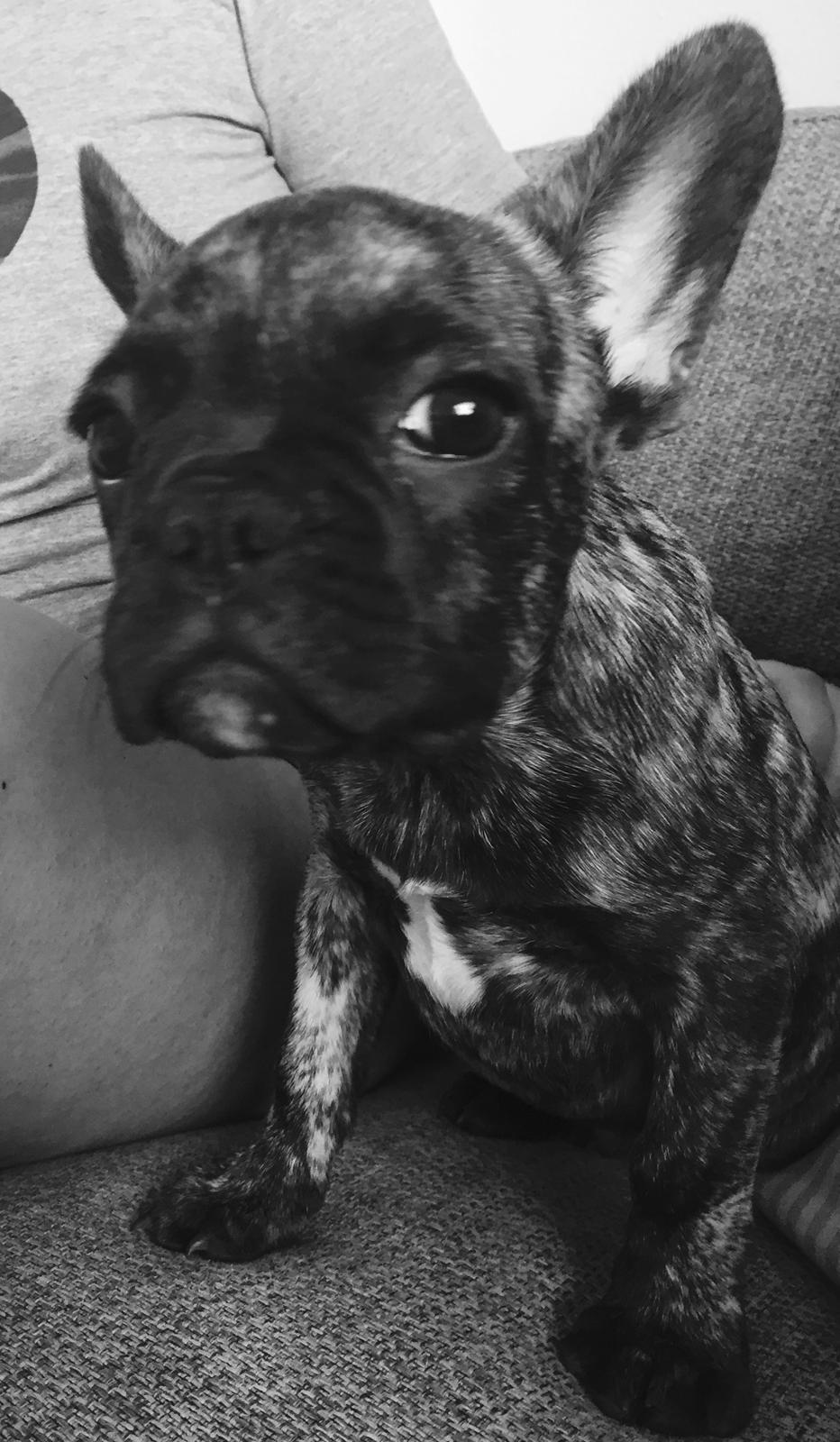 Fransk bulldog Milo billede 5