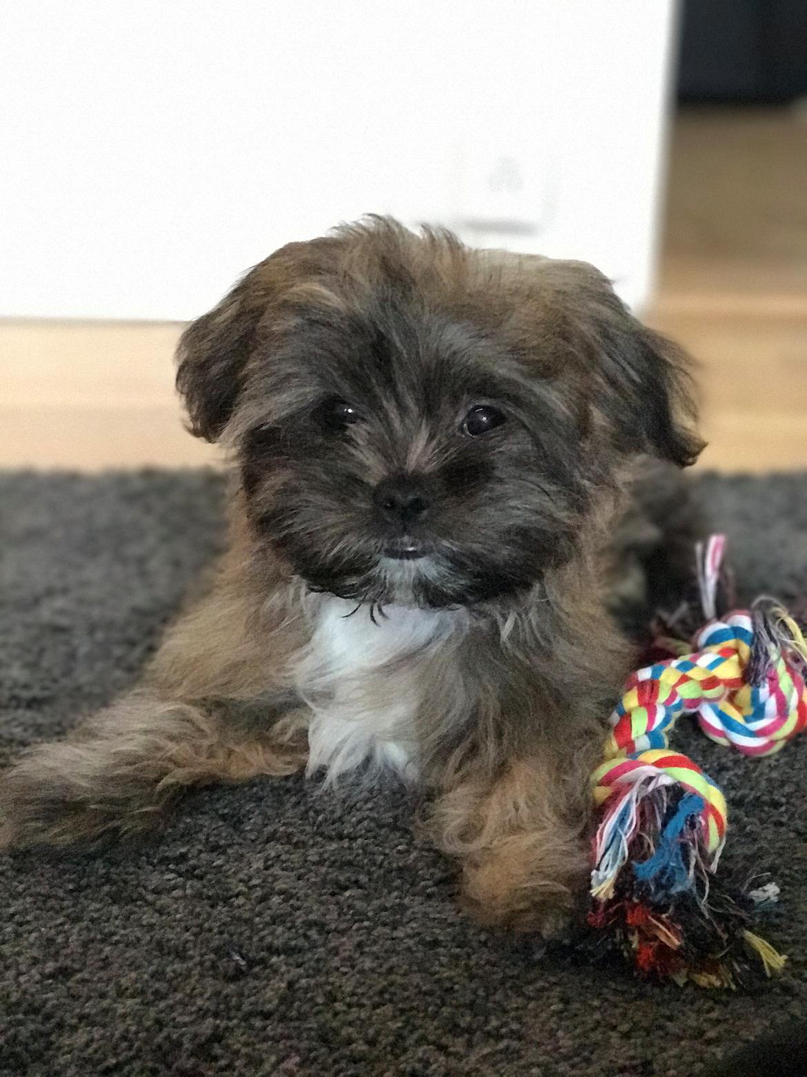 Shih tzu Alfred billede 2