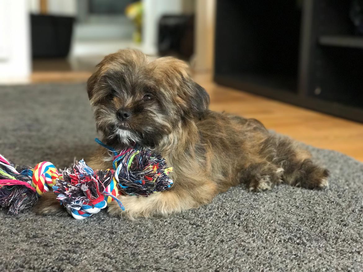 Shih tzu Alfred billede 3
