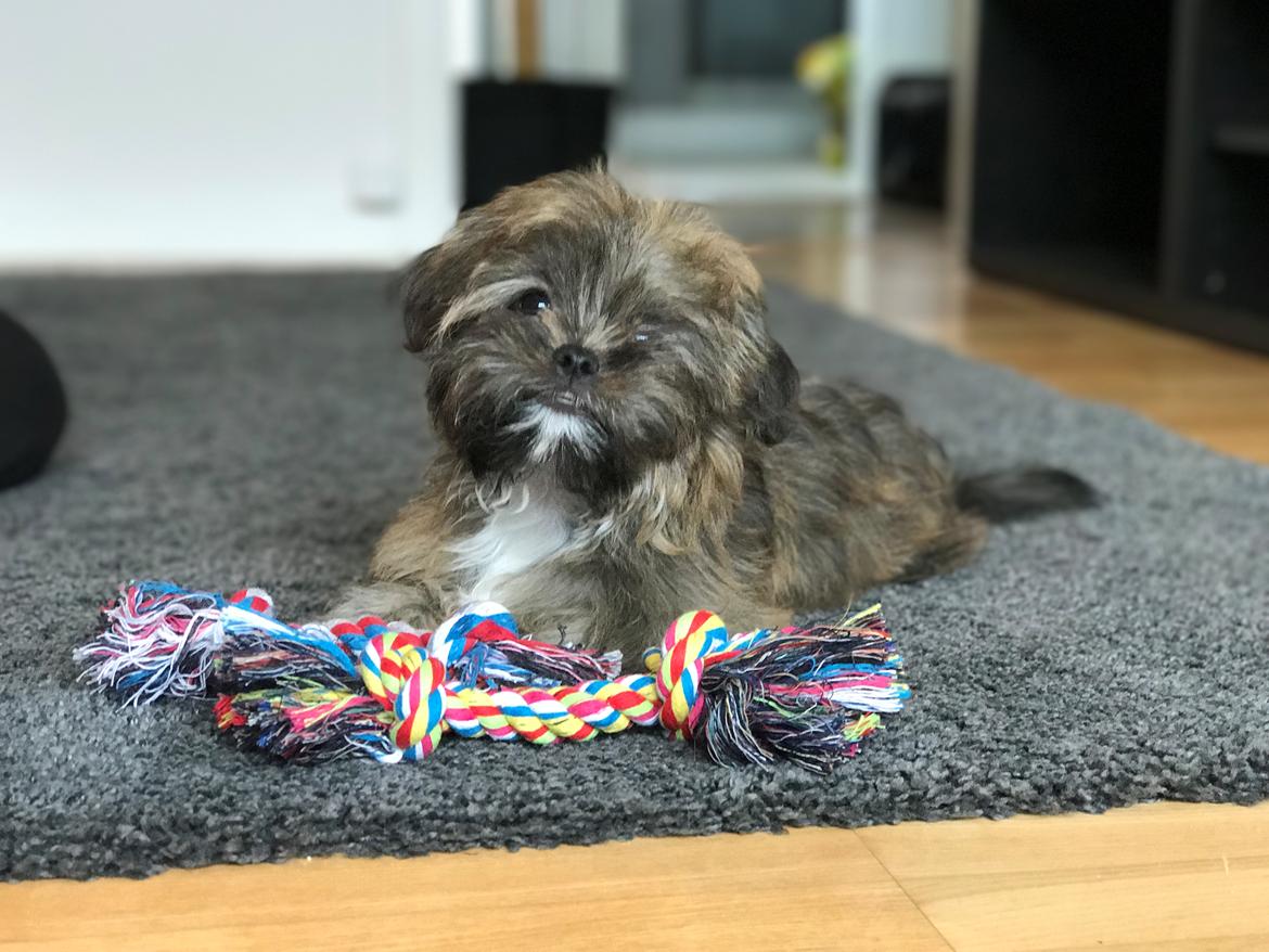Shih tzu Alfred billede 4