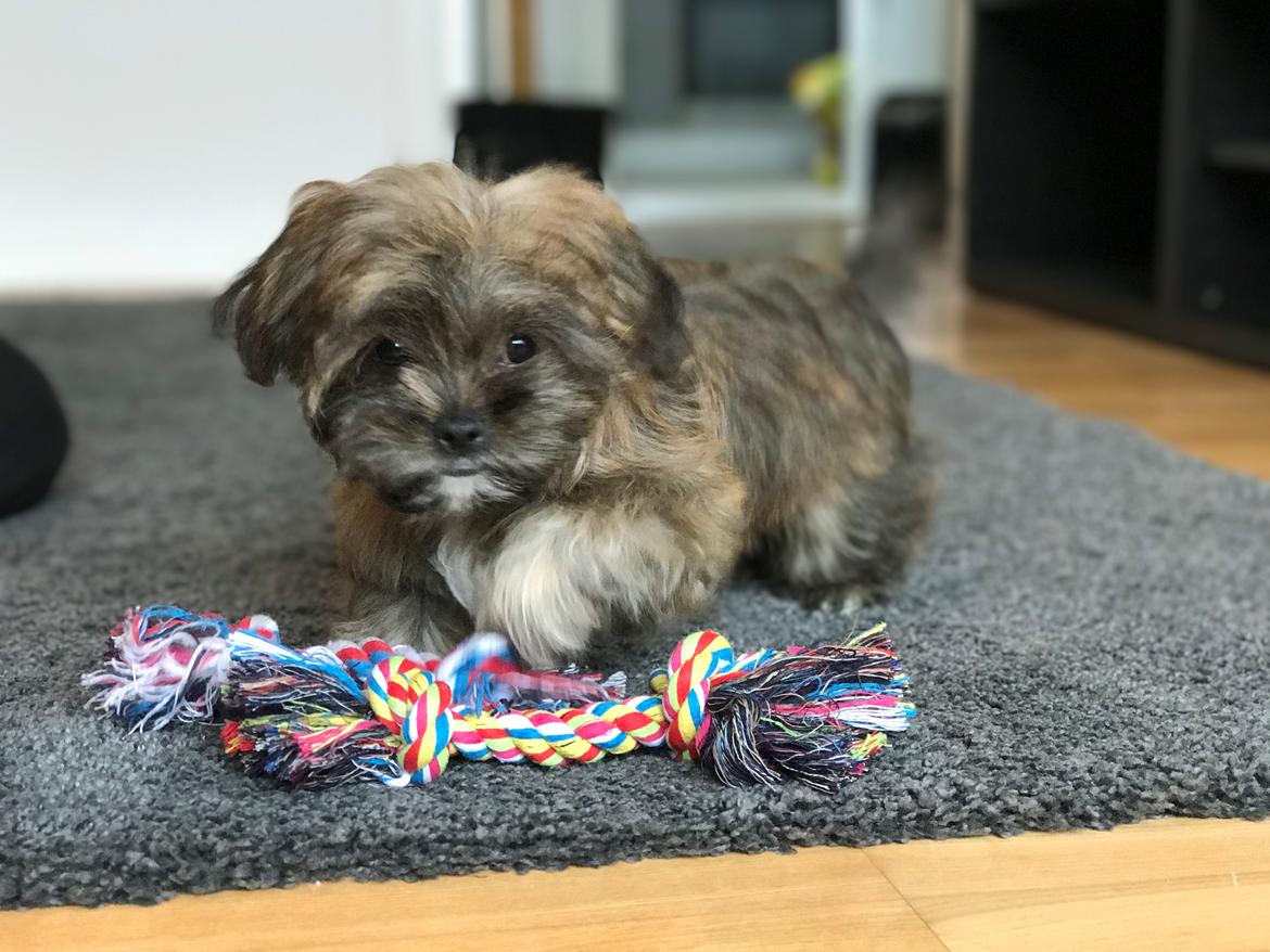 Shih tzu Alfred billede 5