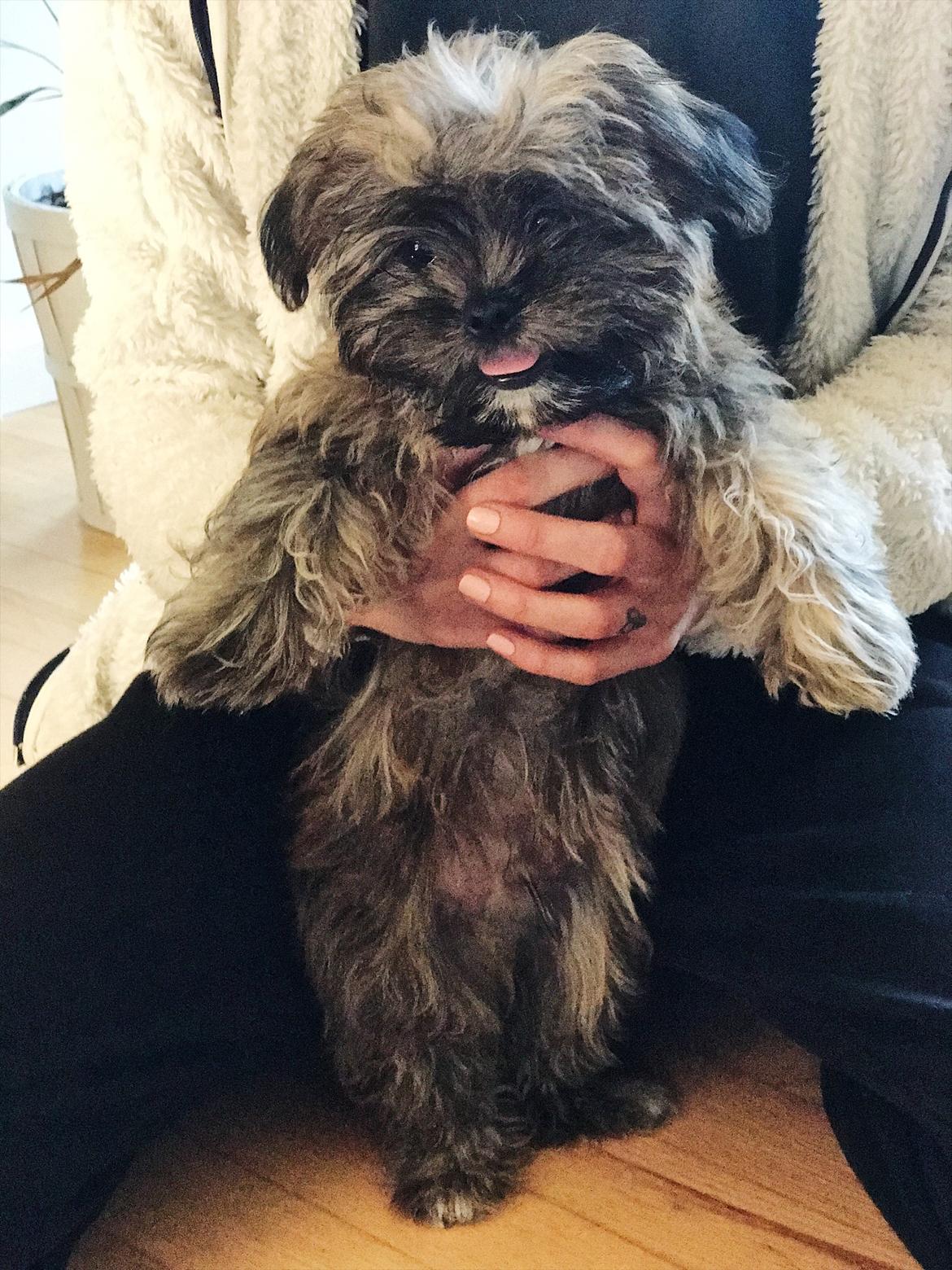 Shih tzu Alfred billede 1