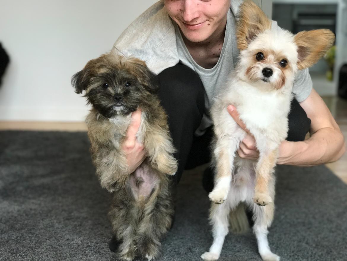 Shih tzu Alfred billede 6