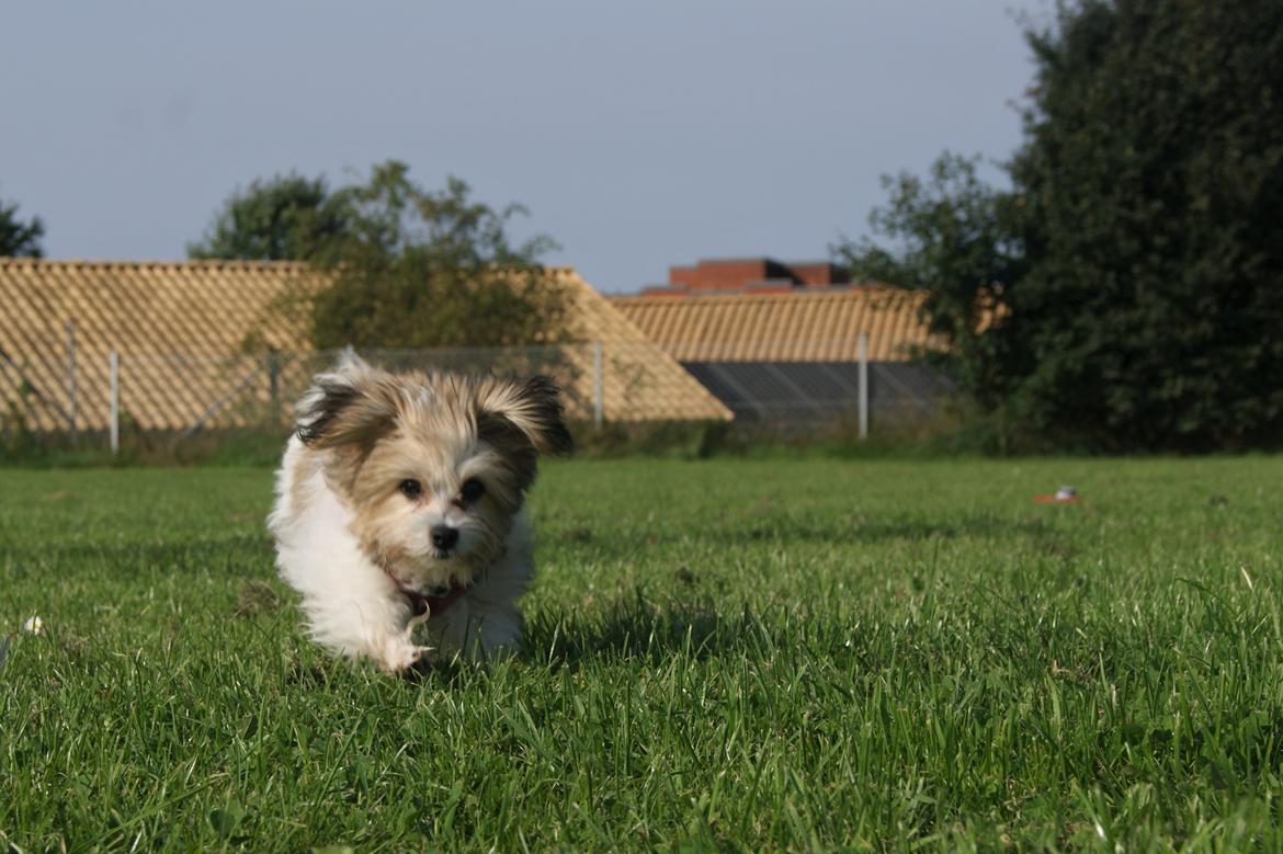 Blanding af racer Jessie billede 14