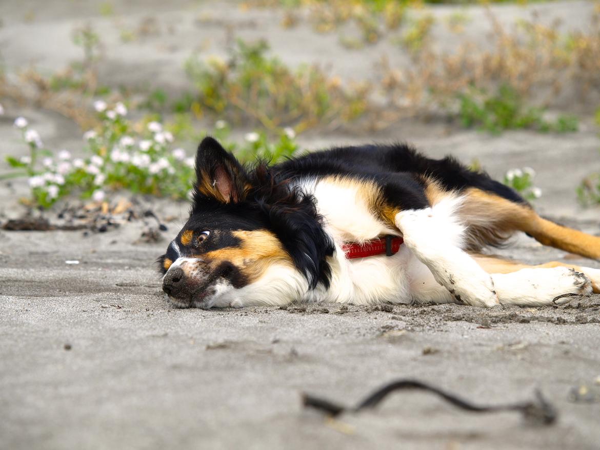 Border collie Saga billede 7