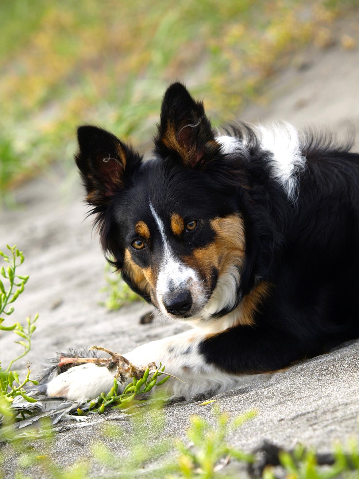 Border collie Saga billede 1