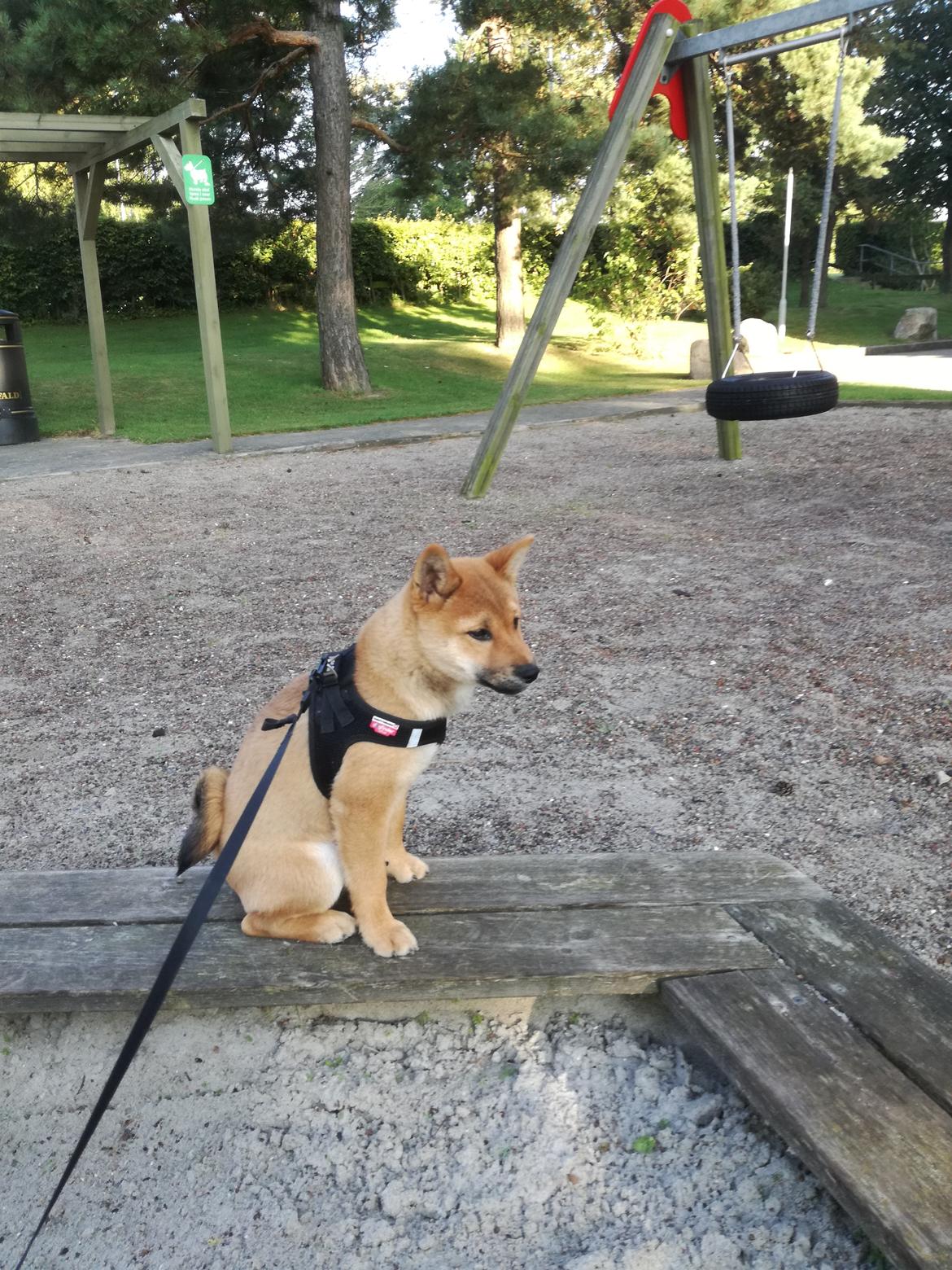 Shiba Nemo  billede 3