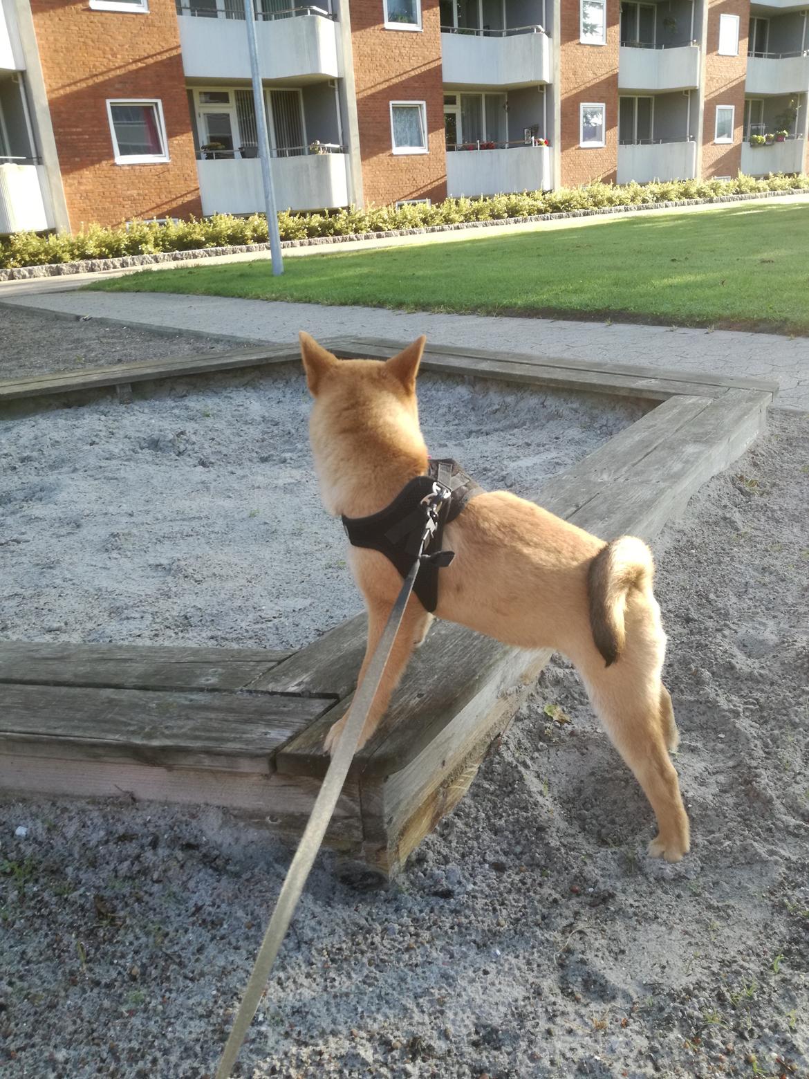 Shiba Nemo  billede 4