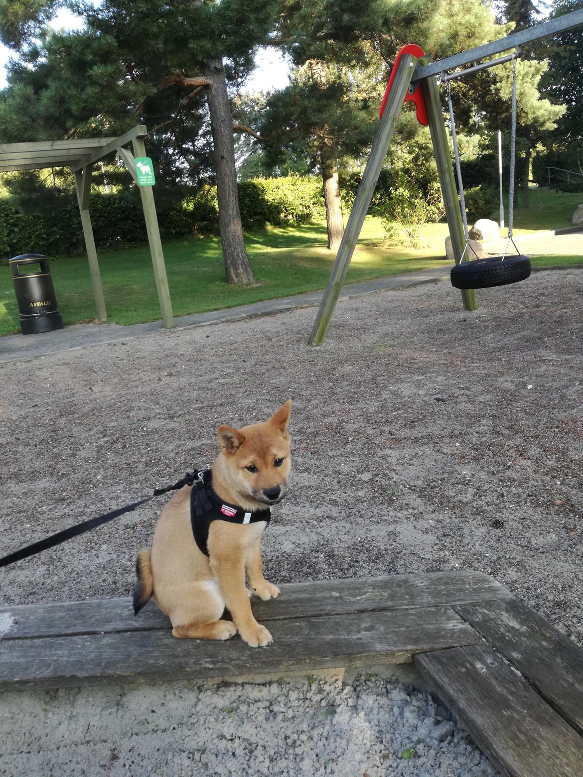 Shiba Nemo  billede 5