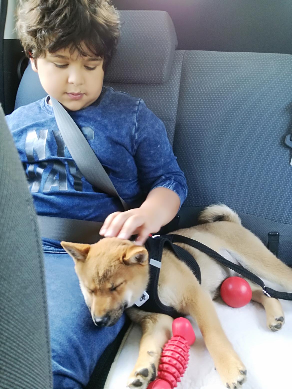 Shiba Nemo  billede 6