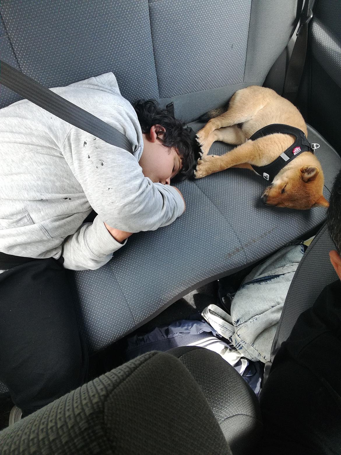 Shiba Nemo  billede 7