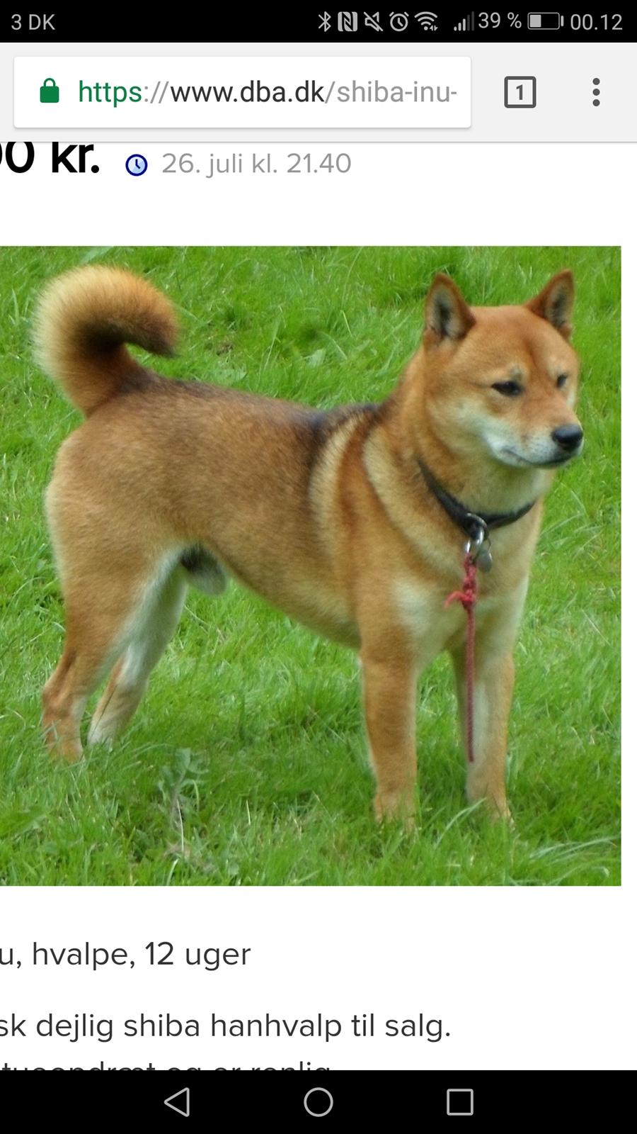 Shiba Nemo  billede 8
