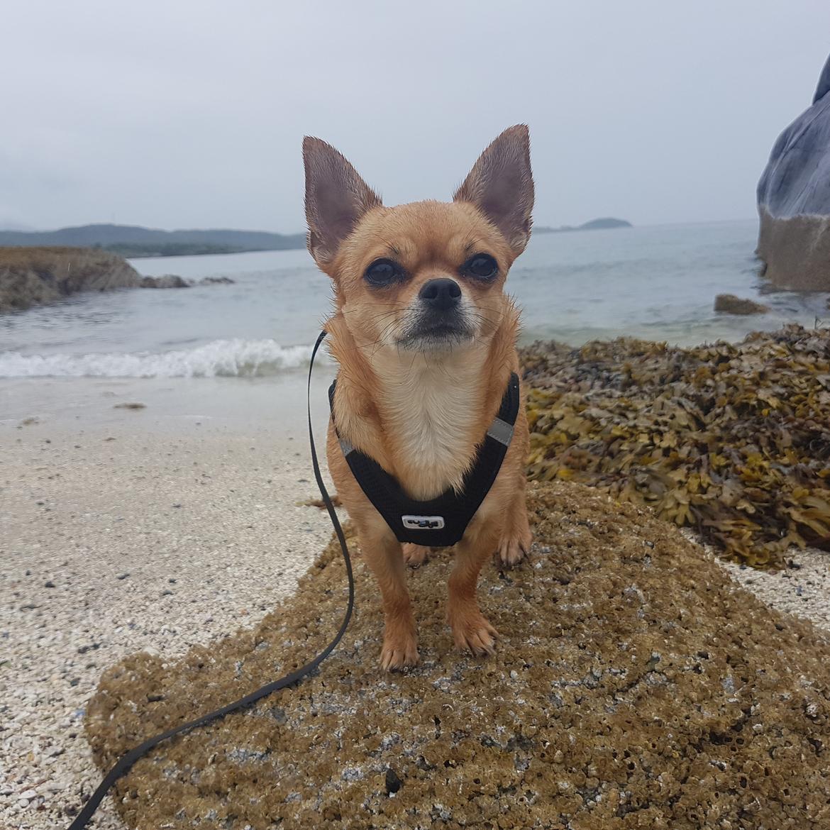 Chihuahua Mia billede 37